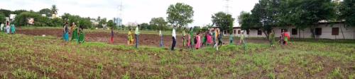 Tree Plantation-6